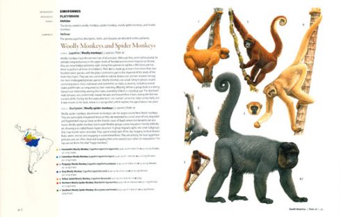 Primates of the World: An Illustrated Guide - Image 2
