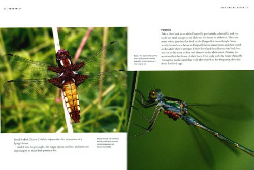 Dragonfly - Image 2