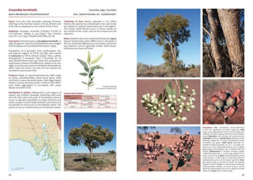 Native Eucalypts of South Australia - Image 2