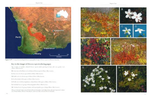 Carnivorous Plants of Australia Magnum Opus, Volume Two - Image 2