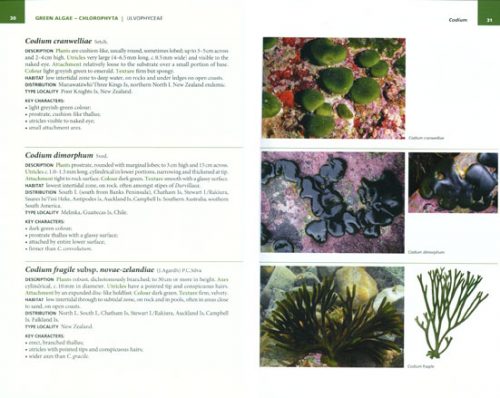 New Zealand Seaweeds: An Illustrated Guide (Second Edition) - Image 2