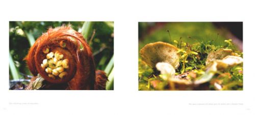 Tarkine: Wild and Sacred - Image 2