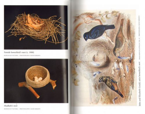 Nest: The Art of Birds - Image 2