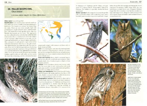 Owls of the World: A Photographic Guide (Second Edition) (Helm Photographic Guide) - Image 2