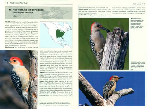 Woodpeckers of the World: The Complete Guide (Helm Photographic Guide) - Image 2