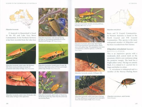 A Guide to the Cockroaches of Australia - Image 2
