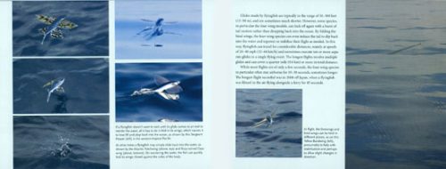 The Amazing World of Flyingfish - Image 2