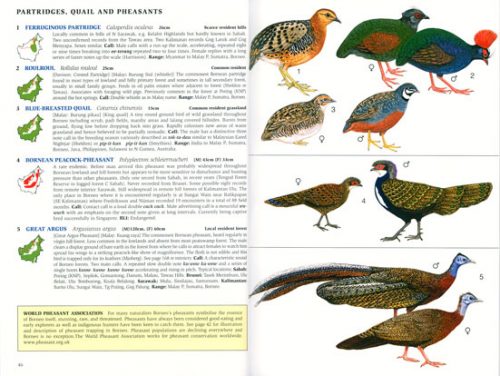 Phillipps' Field Guide to the Birds of Borneo: Sabah, Sarawak, Brunei and Kalimantan - Image 2