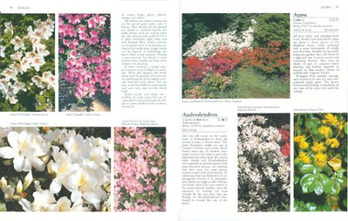 What Shrub is That? - Image 2