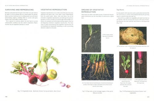 Understanding the Flowering Plants: A Practical Guide for Botanical Illustrators - Image 2