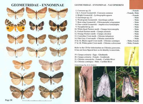 Moths of Victoria: Part Five, Satin Moths and Allies, Geometroidea (A). - Image 2