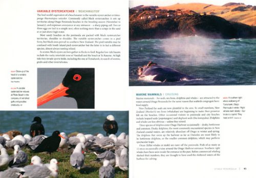 Wild Dunedin: The Natural History of New Zealand's Wildlife Capital - Image 2