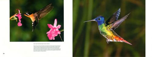 Hummingbirds - Image 2