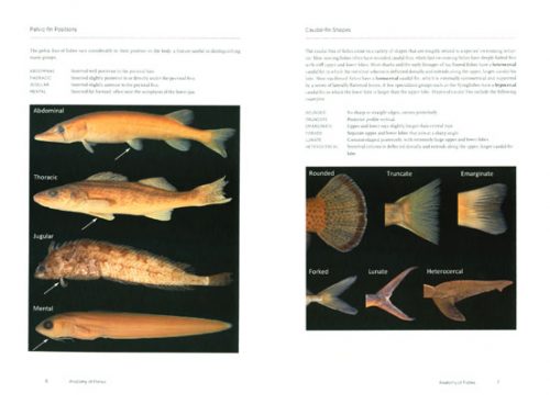 Fishes: A Guide to their Diversity - Image 2