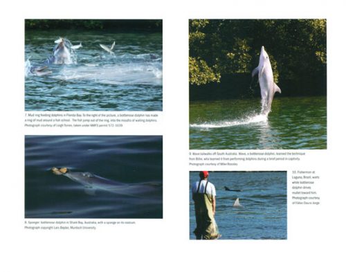 The Cultural Lives of Whales and Dolphins - Image 2