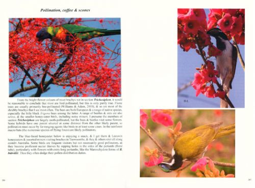 Brachychitons: Flame Trees, Kurrajongs and Bottle Trees - Image 2