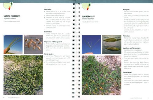 Grasses of the NSW Tablelands (Second Edition) - Image 2