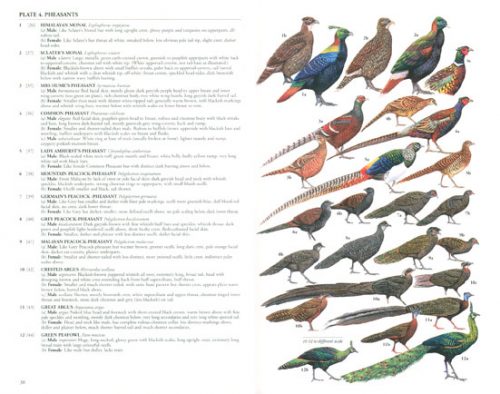 Birds of South-East Asia (Helm Field Guide) - Image 3