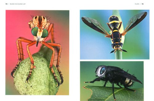 Bugs in Close-Up - Image 2