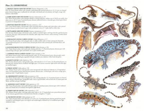 A Field Guide to the Reptiles of South-East Asia - Image 2
