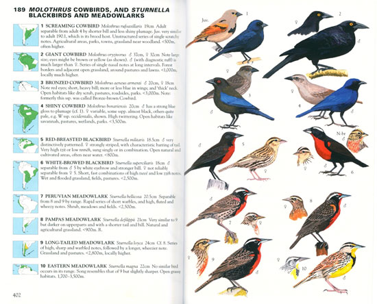 Collins Field Guide: Birds of South America: Passerines from Sapayoa to Finches - Image 2