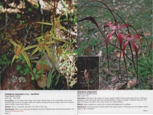 Orchids of Margaret River and Australia's Southwest Capes - Image 2