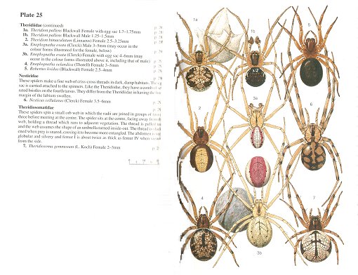 Collins Field Guide to the Spiders of Britain and Northern Europe - Image 2