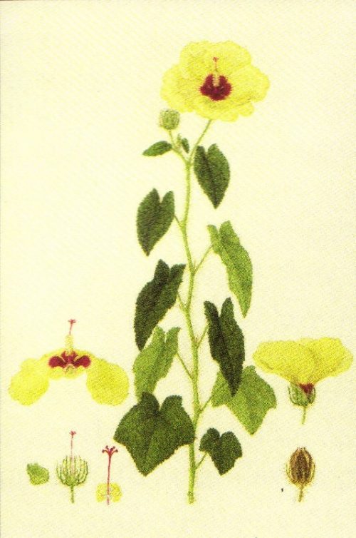 Abelmoschus moschatus ssp tuberosus