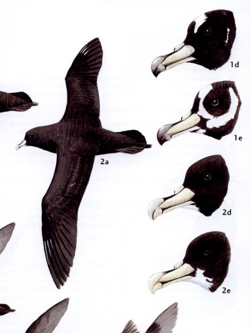 Albatrosses, Petrels and Shearwaters of the World - Image 4