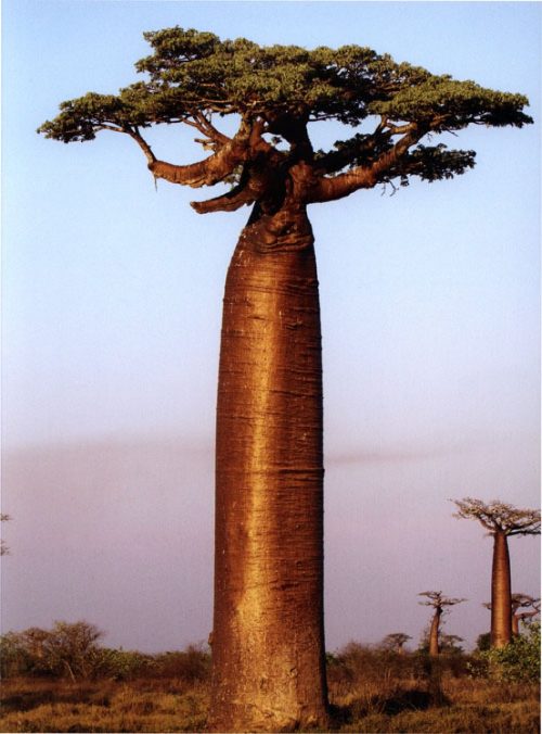 Ancient Trees: Trees that Live for a Thousand Years - Image 3