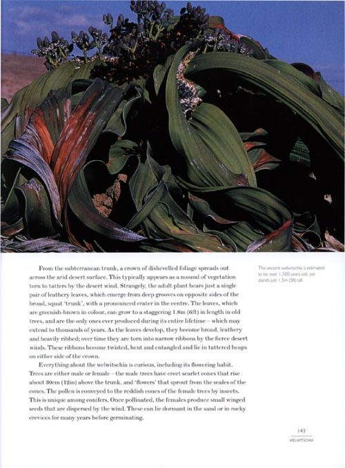Ancient Trees: Trees that Live for a Thousand Years - Image 4