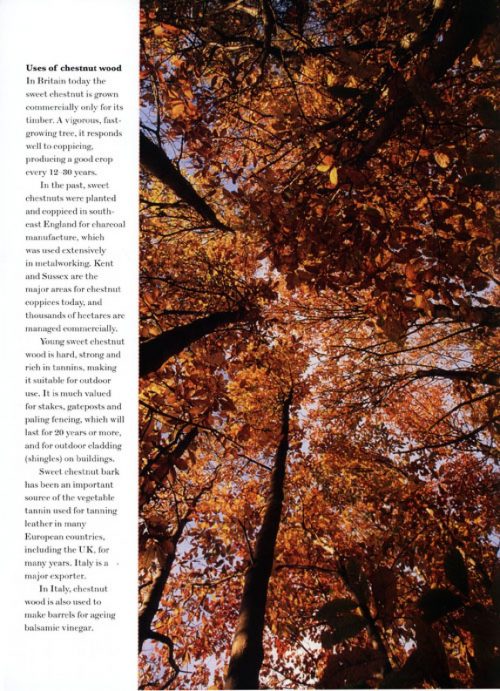 Ancient Trees: Trees that Live for a Thousand Years - Image 5