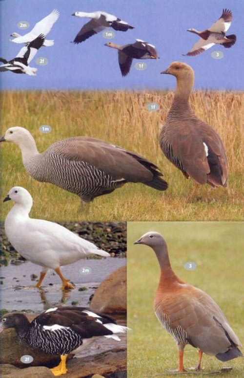 Antarctic Wildlife: A Visitor's Guide to the Wildlife of the Antarctic Peninsula, Drake Passage and Beagle Channel - Image 2