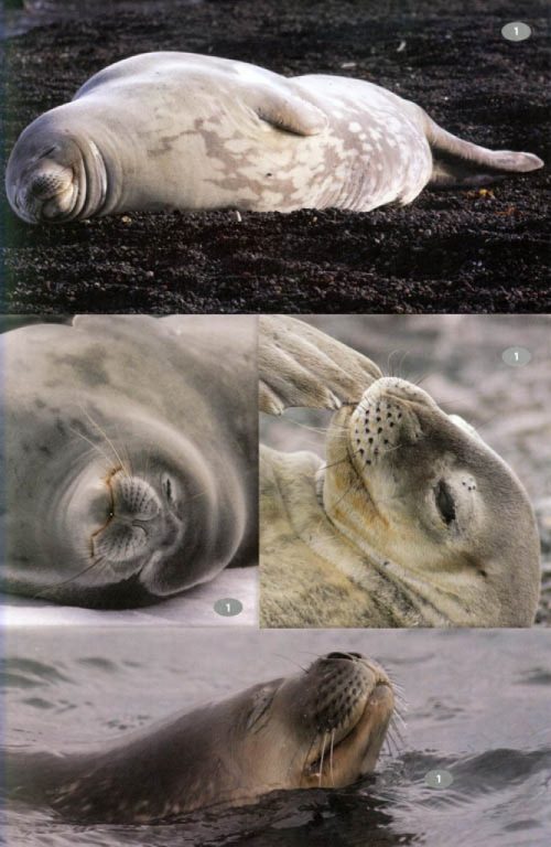 Antarctic Wildlife: A Visitor's Guide to the Wildlife of the Antarctic Peninsula, Drake Passage and Beagle Channel - Image 4