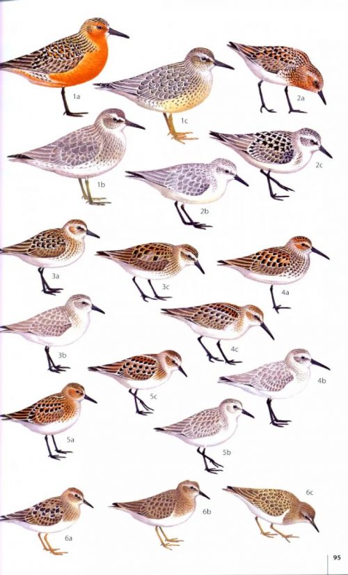 Birds of the Atlantic Islands: Canary Islands, Madeira, Azores, Cape Verde (Helm Field Guide) - Image 5