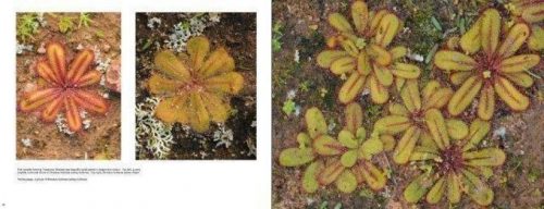 Australian Carnivorous Plants - Image 5