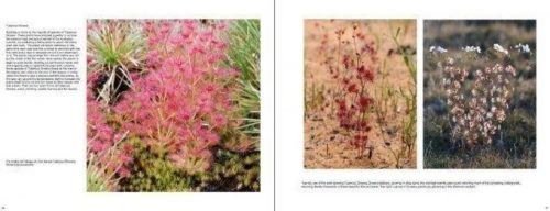 Australian Carnivorous Plants - Image 8