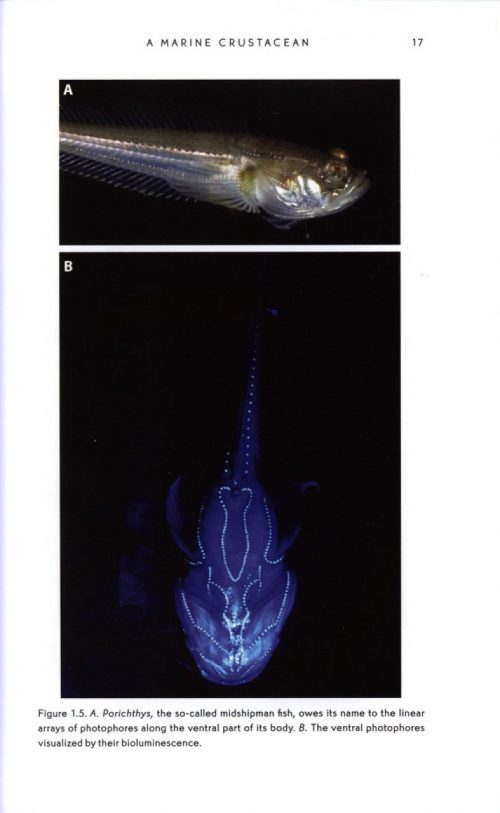 Bioluminescence: Living Lights, Lights for Living - Image 3