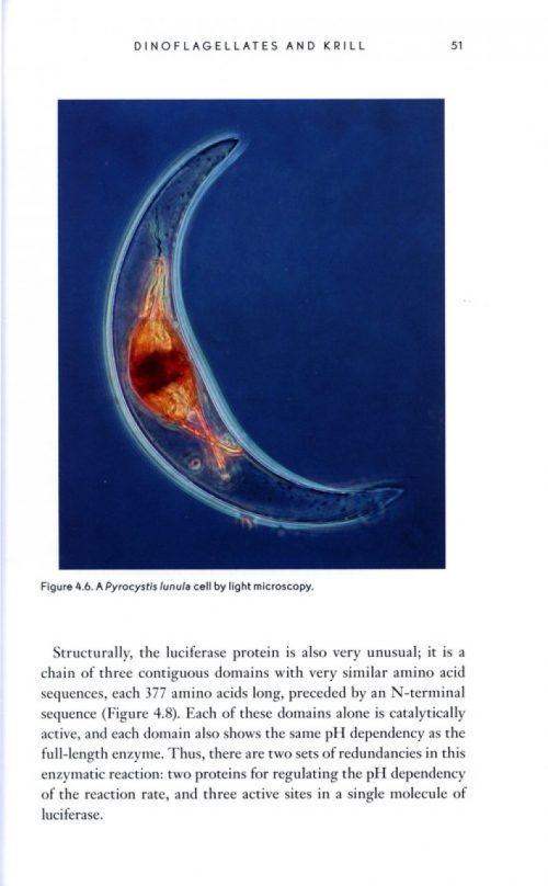 Bioluminescence: Living Lights, Lights for Living - Image 5
