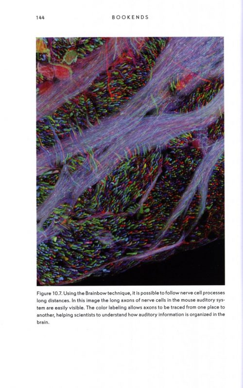 Bioluminescence: Living Lights, Lights for Living - Image 6