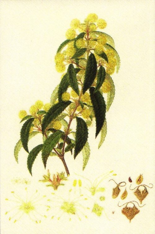 Black wattle