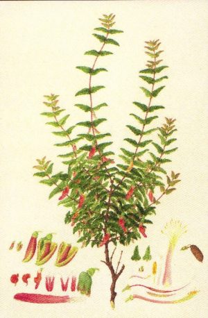 Bossiaea dentata