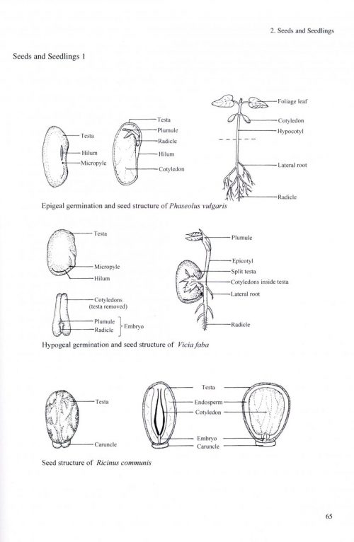 The Cambridge Illustrated Glossary of Botanical Terms - Image 2