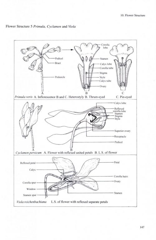 The Cambridge Illustrated Glossary of Botanical Terms - Image 4
