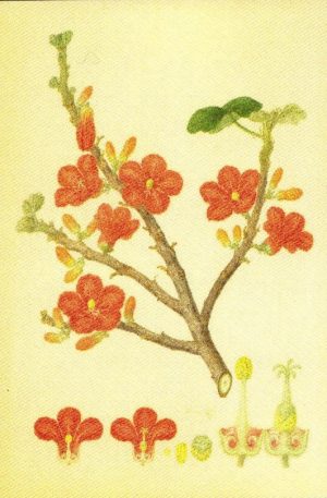 Brachychiton paradoxus