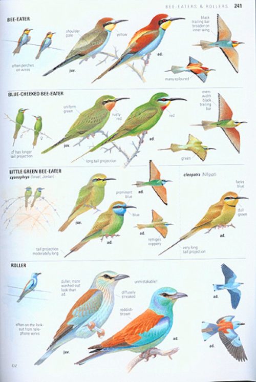 Collins Bird Guide: The Most Complete Field Guide to the Birds of Britain and Europe - Image 2