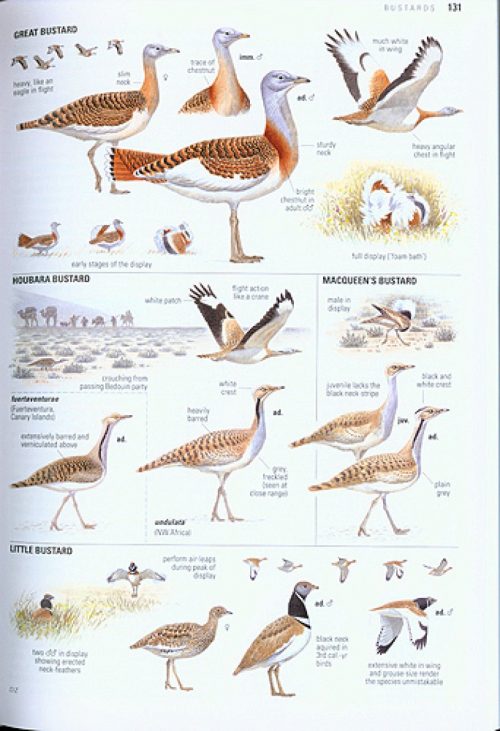 Collins Bird Guide: The Most Complete Field Guide to the Birds of Britain and Europe - Image 4
