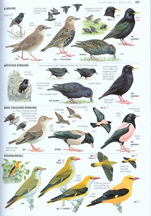 Collins Bird Guide: The Most Complete Field Guide to the Birds of Britain and Europe - Image 5