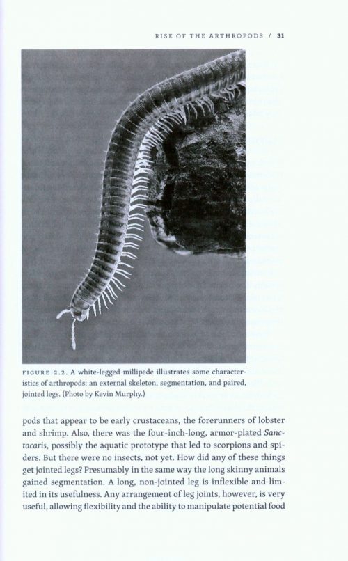 Planet of the Bugs: Evolution and the Rise of Insects - Image 3