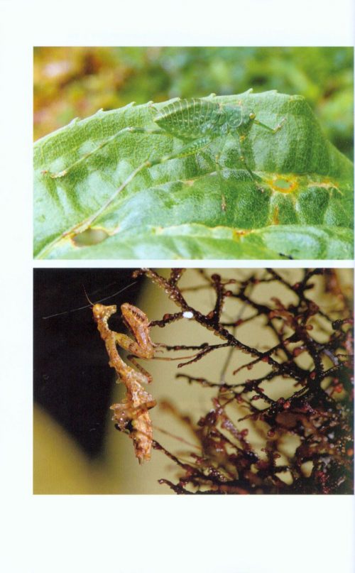 Planet of the Bugs: Evolution and the Rise of Insects - Image 4